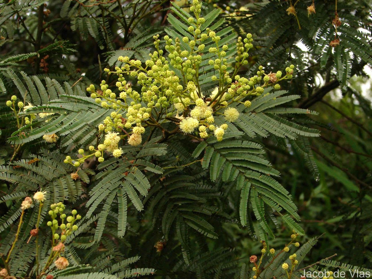 Acacia mearnsii De Wild.